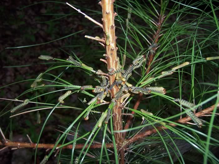 Little green worms eating my Loblolly pine! Help! (spiders, grass